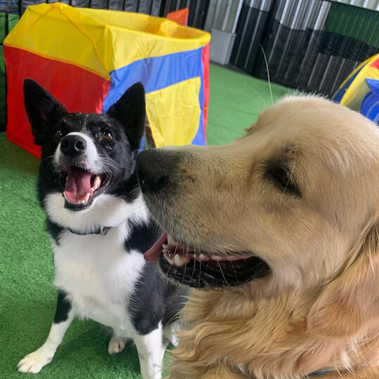Jason Harris Dog Training Port Macquarie