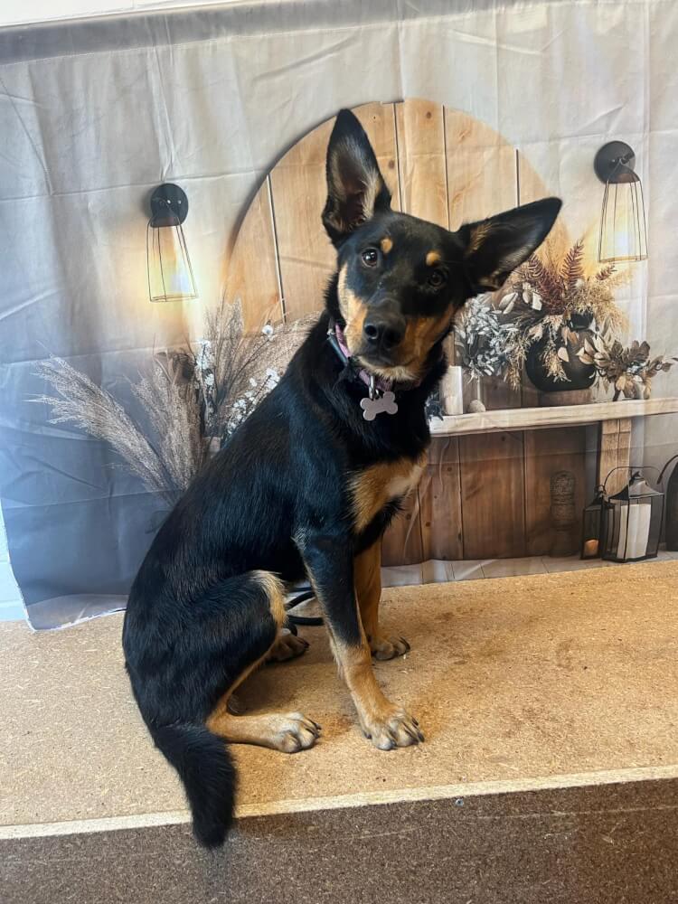 Jason Harris Dog Training Port Macquarie