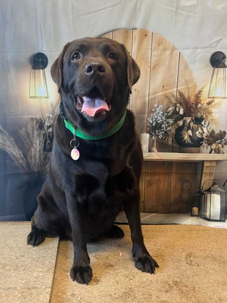 Jason Harris Dog Training Port Macquarie