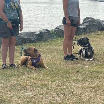 Jason Harris Dog Training Port Macquarie