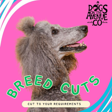 Jason Harris Dog Training Port Macquarie