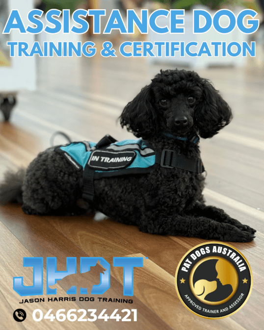 Jason Harris Dog Training Port Macquarie